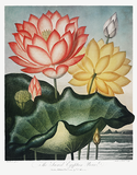 Vintage Lotus Flower Botanical Drawing
