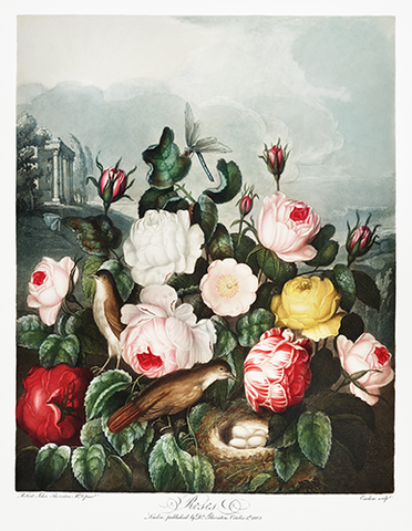 Vintage Roses Botanical Drawing