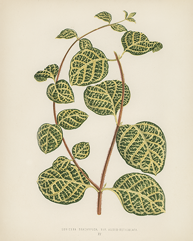 Vintage Lonicera Brachypoda Botanical Drawing