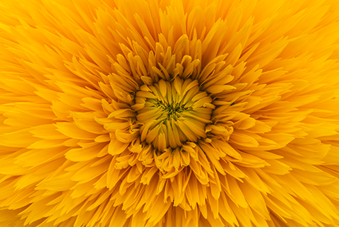 Close Up of an Orange Flower