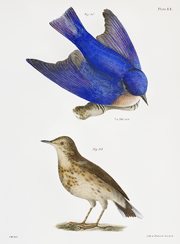 Bluebird and American Titlark