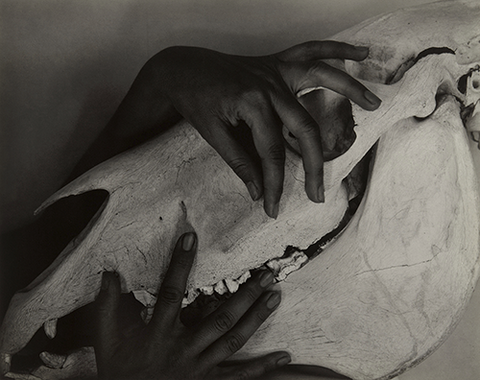 Georgia O’Keeffe – Hands and Horse Skull by Alfred Stieglitz