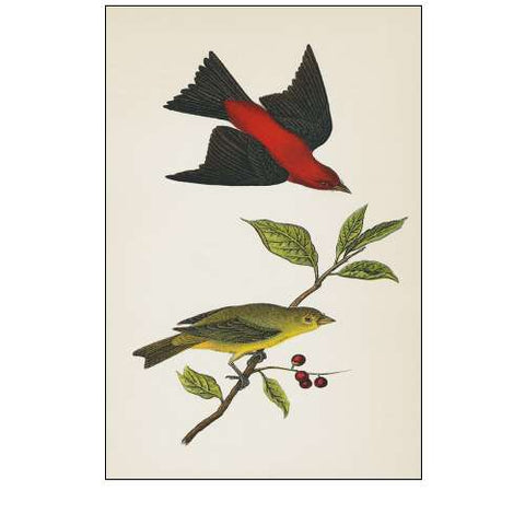 Scarlet Tanager Bright