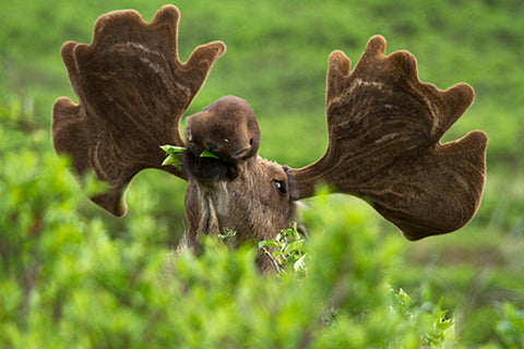 Close Up of a Moose in a Green Meadow