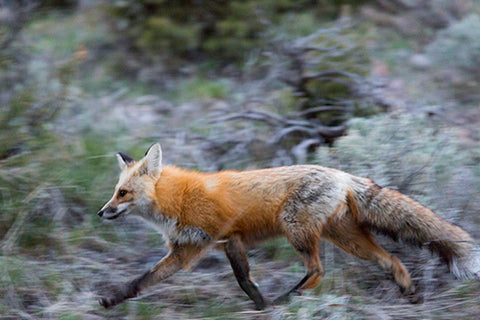 Fox Trots through the Brush