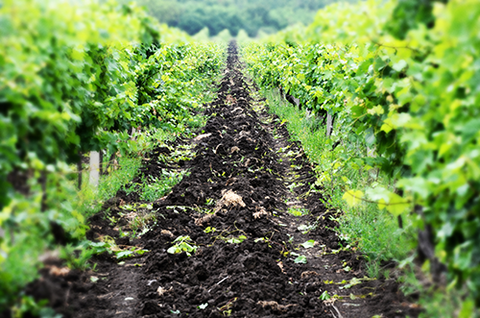 Rich Soil of a Vineyard