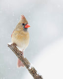 Female Cardinal in the Snow