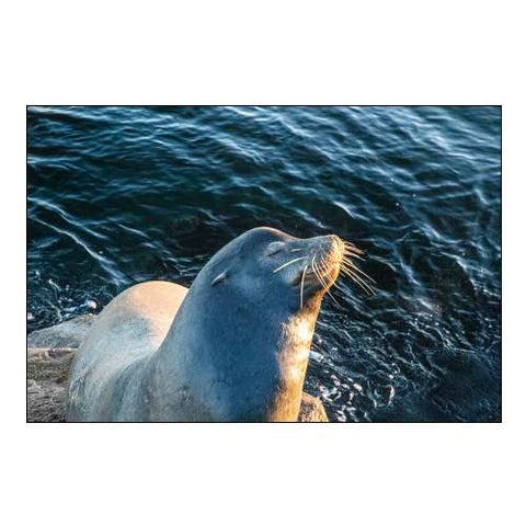 California-Monterey-Beachwater Cove Beach and Marina-Harbor Seal Sunning