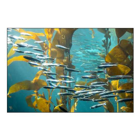 California-Monterey-Monterey Bay Aquarium-School of Pacific Sardines swimming among kelp