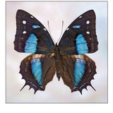 Baeotus Baeotus