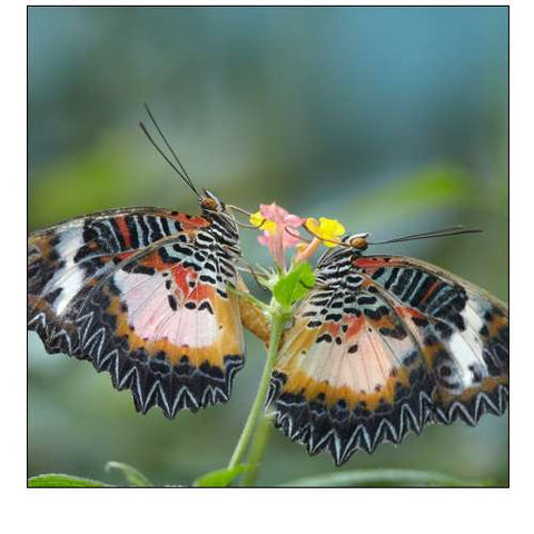 Cethosia luzonica butterflies mating