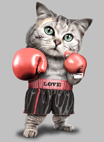 the boxing cat