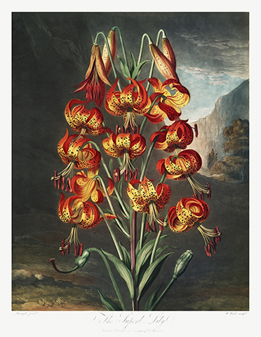 Vintage Lily Botanical Drawing