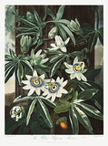 Vintage Passionflower Botanical Drawing