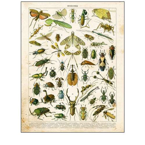 Bug Chart I