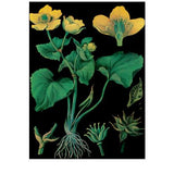 Marsh Marigold