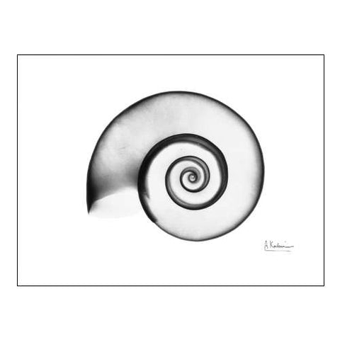 Ramshorn Snail Shell