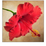 Hibiscus 102