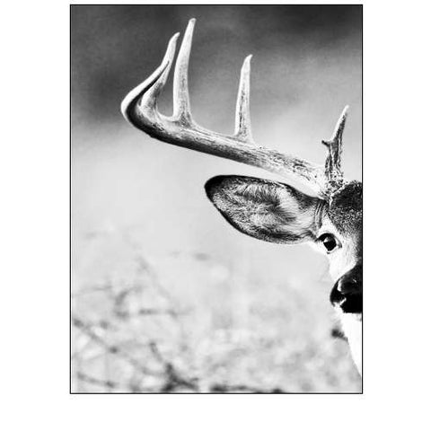 White Tailed Antlers