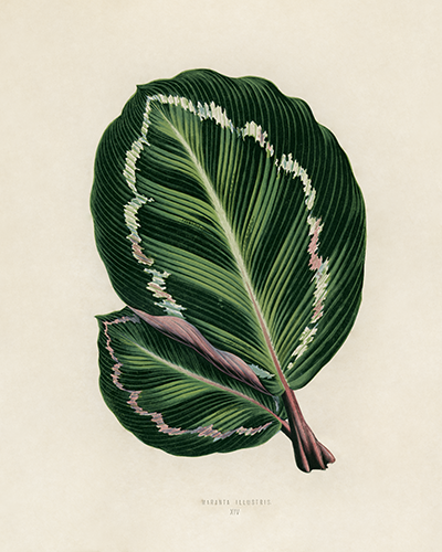 Vintage Rose Painted Calathea Botanical Drawing: Wall art finished to your  specifications – North American Art