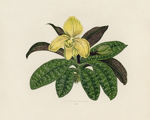 Vintage Orchid Botanical Drawing