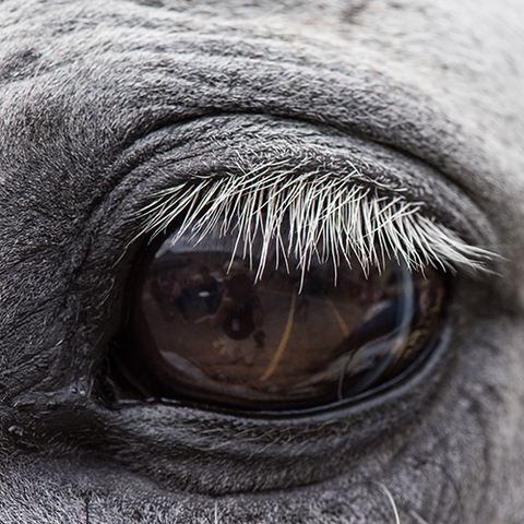 Close up of a horse's eye
