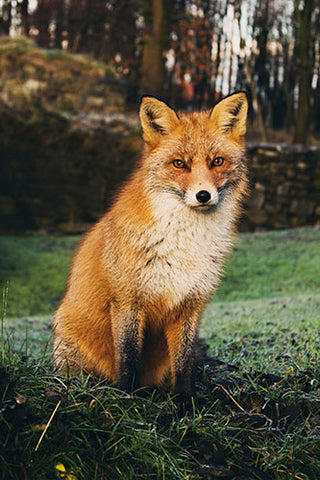 Red Fox Sits in a Forest