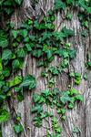 Ivy Growing on a Tree