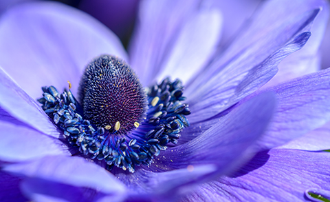 Close Up of a Purple Flower