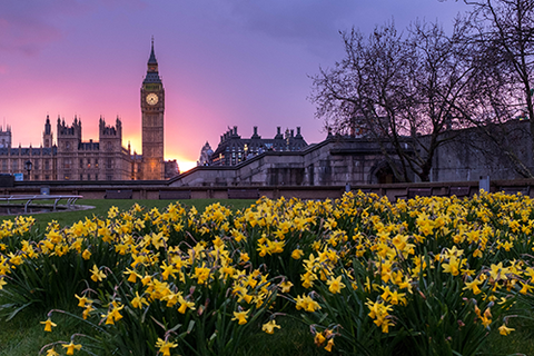 Big Ben and Daffodils