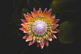 Vibrant Passionflower