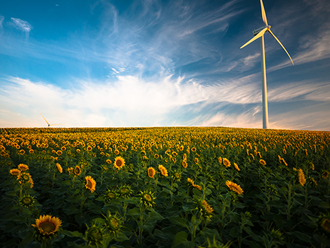 Sunflower field with wind turbine and cloudy blue sky