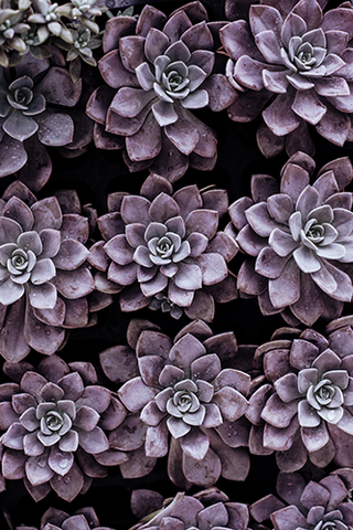Purple Succulents