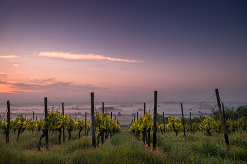Vineyard at Sunset Overlooking a Foggy Valley