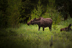Moose in a Green Meadow