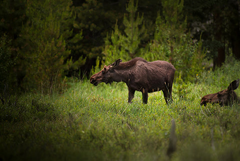 Moose in a Green Meadow
