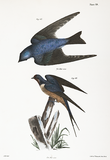 White-Bellied Swallow and Barn Swallow