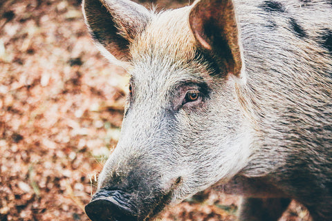 A Grey Pig on Leaves