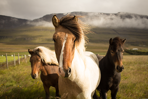 Misty Mountain Horses