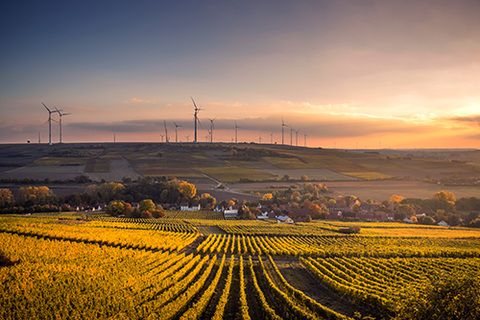 German Vineyard Overlooking a Windmill Farm