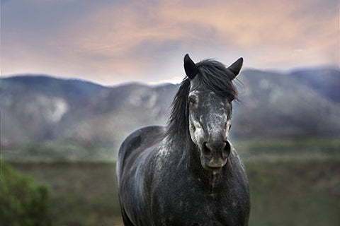 Grey Horse on Mountain Ranch