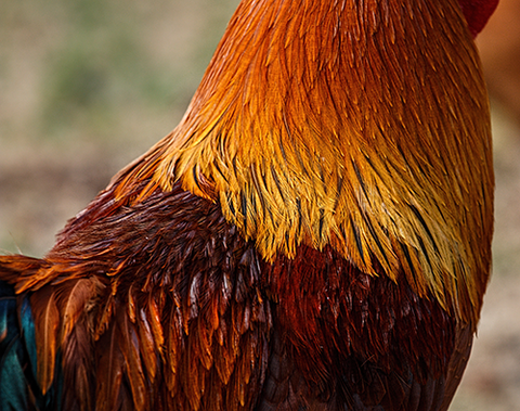 Neck Feathers