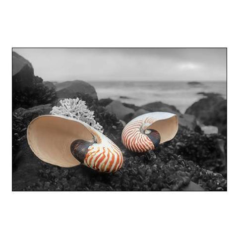 Crescent Beach Shells 2