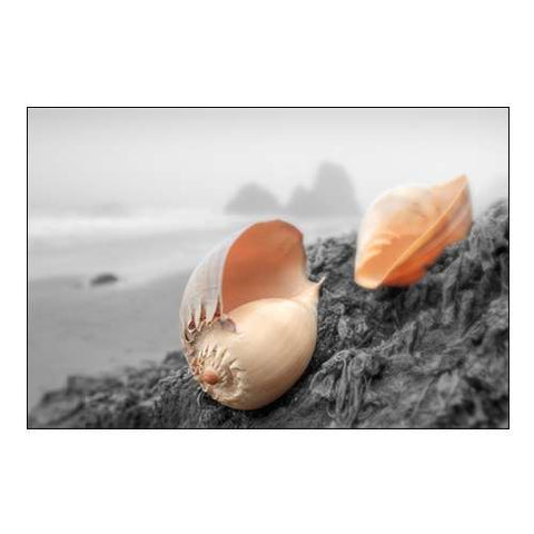 Crescent Beach Shells