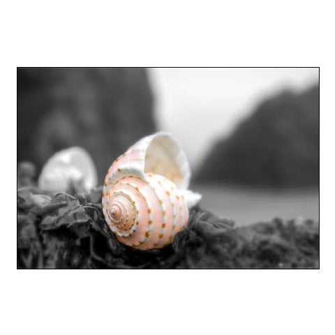 Crescent Beach Seashell