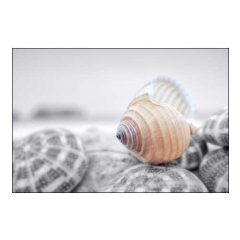 Crescent Beach Shells 15