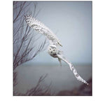 Snowy Owl In Flight