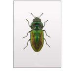 Beetle 1