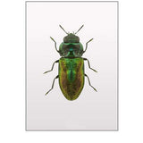 Beetle 1