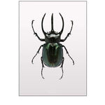 Beetle 2